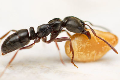 Close-up of ant