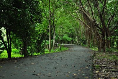 Road amidst trees in forest