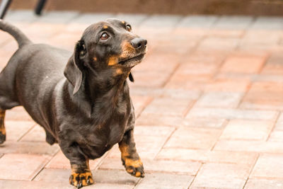 High angle view of dog looking away on floor