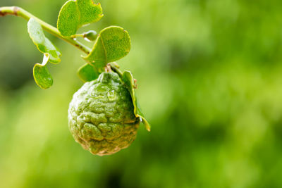 Close-up of lemon growing on plant