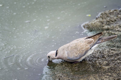 High angle view of bird on rock in lake