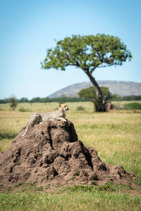 Cheetah sitting on rock against clear sky