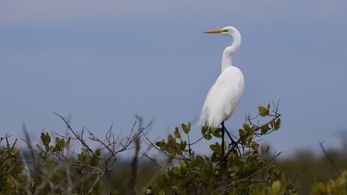 Bird perching on a plant