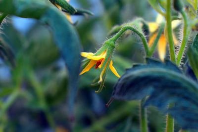 Close-up of flowering plant