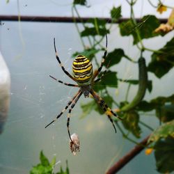 Close-up of spider on web