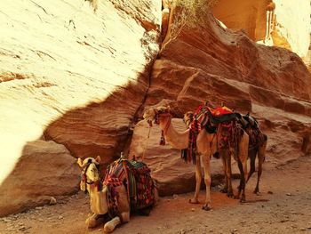 Decorated camels resting by rock formations