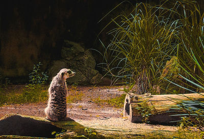 View of an animal on field