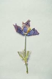 Pressed dried wild flower. herbarium, scrapbooking or floristry collection.