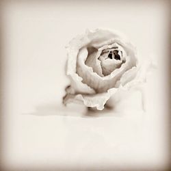 Close-up of over white background