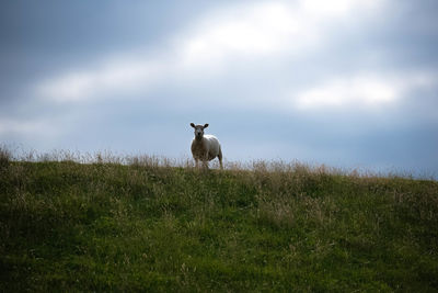 View of a horse on field