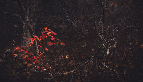 Close-up of maple leaves on tree in forest