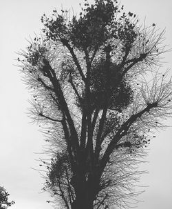 Low angle view of bare trees against sky