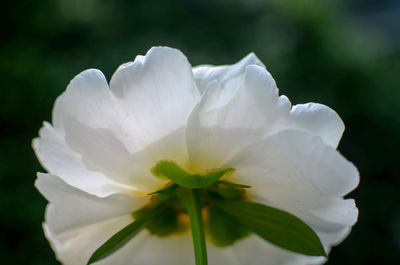 Close-up of white flower