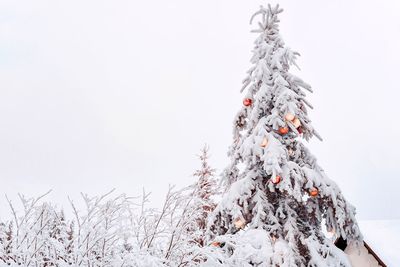 Snowy natural pine tree with christmas baubles in a winter day