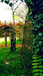 Fence and trees in park