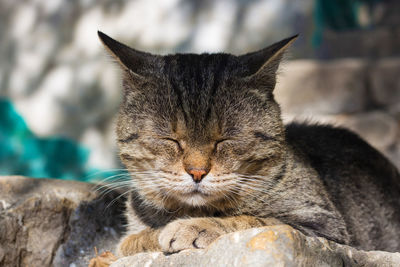 Close-up of a cat resting