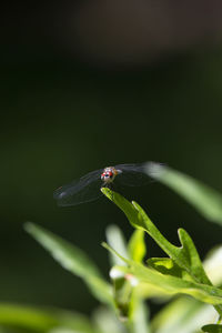 Immature male blue dasher dragonfly pachydiplax longipennis on a green leaf