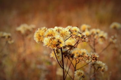 Close-up of wilted flowers