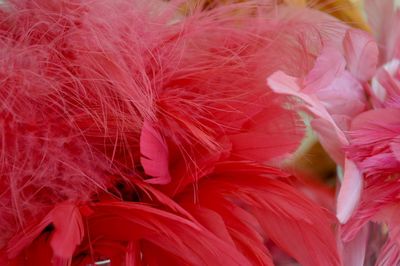 Close-up of pink feather on plant