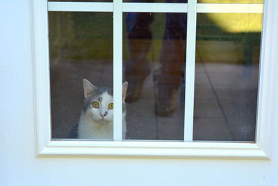 Portrait of cat looking through window