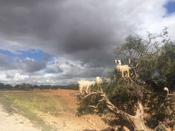 Trees on field against sky