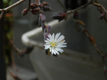 Close-up of cherry blossom