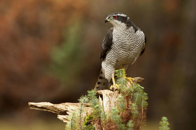 Close-up of owl perching on tree