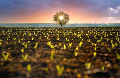 Cultivated land against single tree in spring at sunset