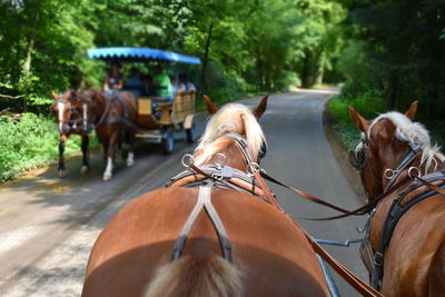 Harnessed horses on the road