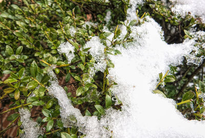 Close-up of frozen plants on land