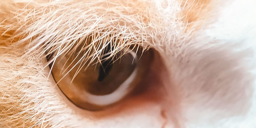 Close-up of a dog