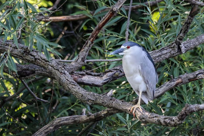 Bird perching on branch