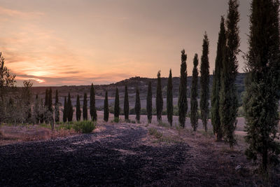 Trees on landscape against sky during sunset