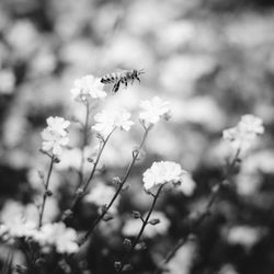 Close-up of insect on flowering plant