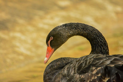 Close-up of swan