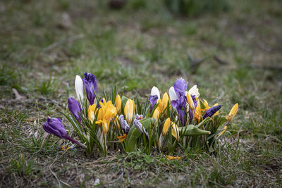 flowering plant