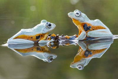 Close-up of two birds in water