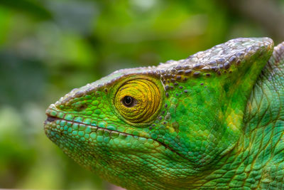 Close-up of lizard