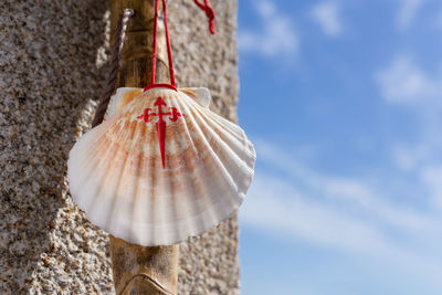 Low angle view of shells on wall against sky