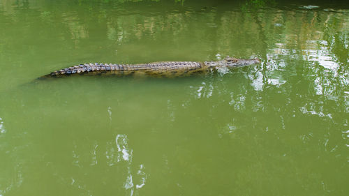 Close-up of swimming in lake