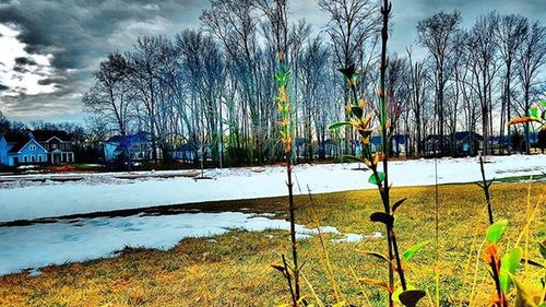 Bare trees against sky