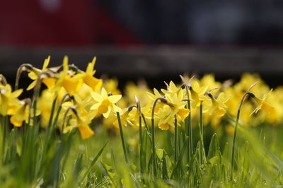 Close-up of yellow flowers