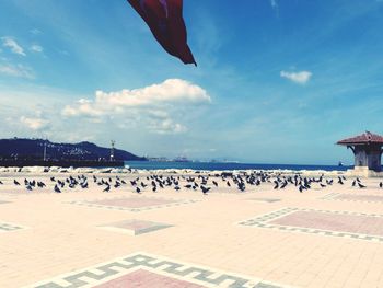 Birds by sea against sky