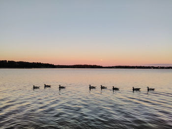 Swans swimming in lake against clear sky during sunset