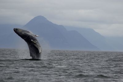 A breaching humpbag whale