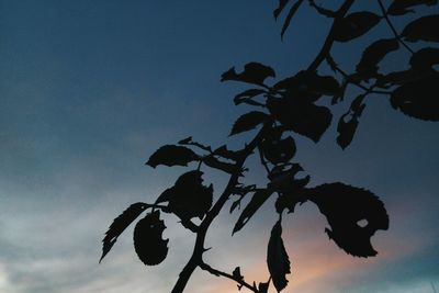 Silhouette tree against sky at night