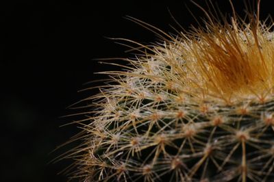 Close-up of cactus plant against black background