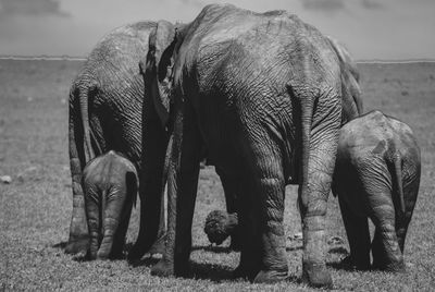 View of elephant on field