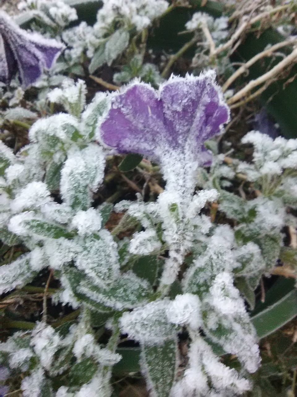 CLOSE-UP OF FROZEN PLANTS