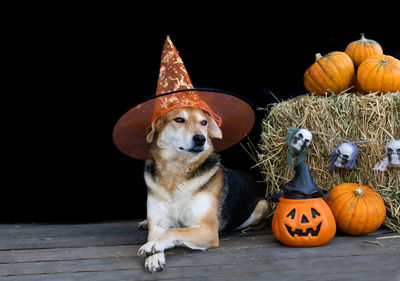 Jack o lantern on field